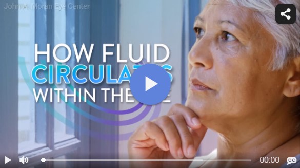 Glaucoma: How Fluid Circulates In the Eye Rendia Video